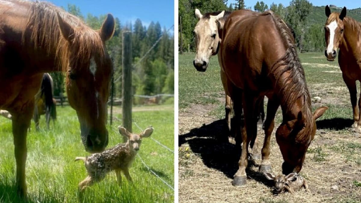 Cavalos protegem um pequeno cervo enquanto ele espera por sua mãe