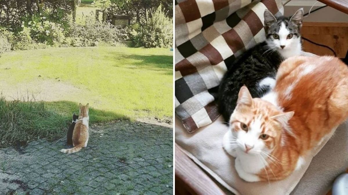 Gato encontra filhote perdido no jardim e o adota como seu filho