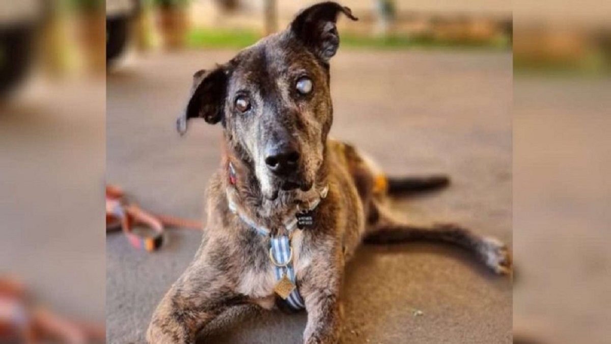 Cachorro cego e sem uma perna esperou 10 anos para ser adotado, agora é o mais feliz