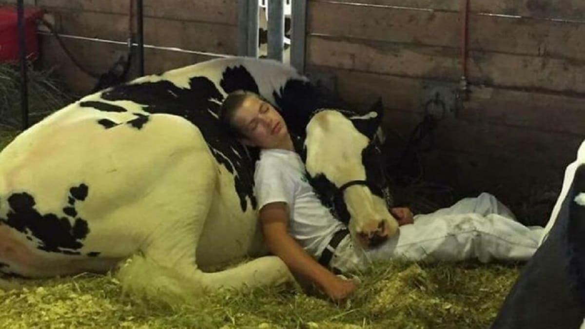 Garoto e sua vaca perdem uma competição, mas ganham a Internet depois de adormecerem juntos