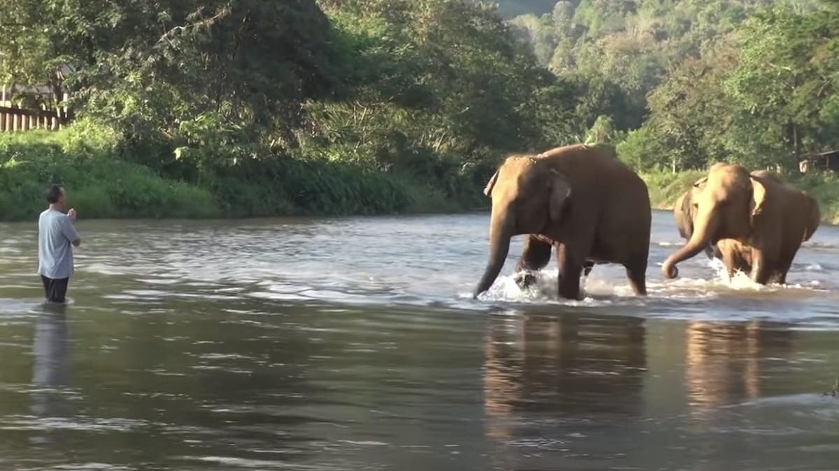 Elefantes correm para dar as boas-vindas ao amigo humano após 14 meses sem vê-lo