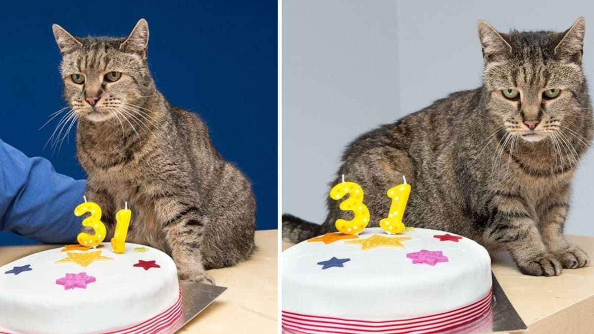 Gato comemora 31 anos de vida e 26 anos morando com sua família