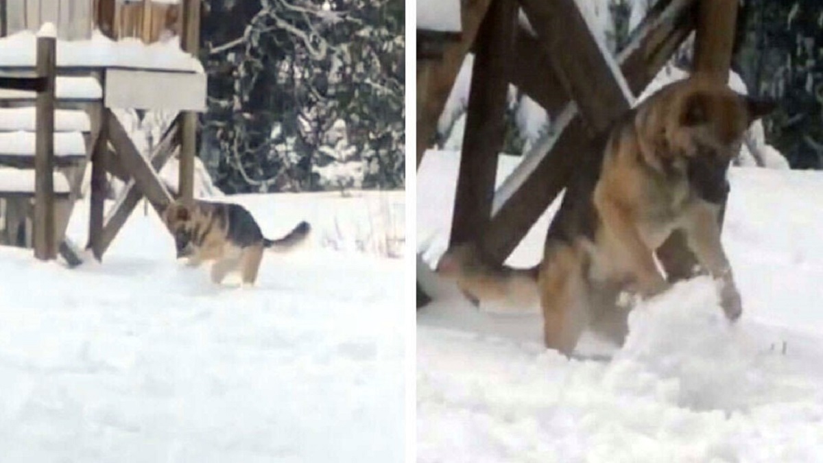 Mulher flagra cachorro fazendo bolas de neve igual uma criança