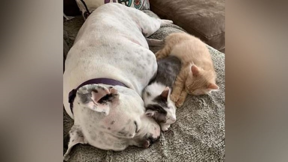 Cachorro surdo encontra  conforto em gatinhos resgatados
