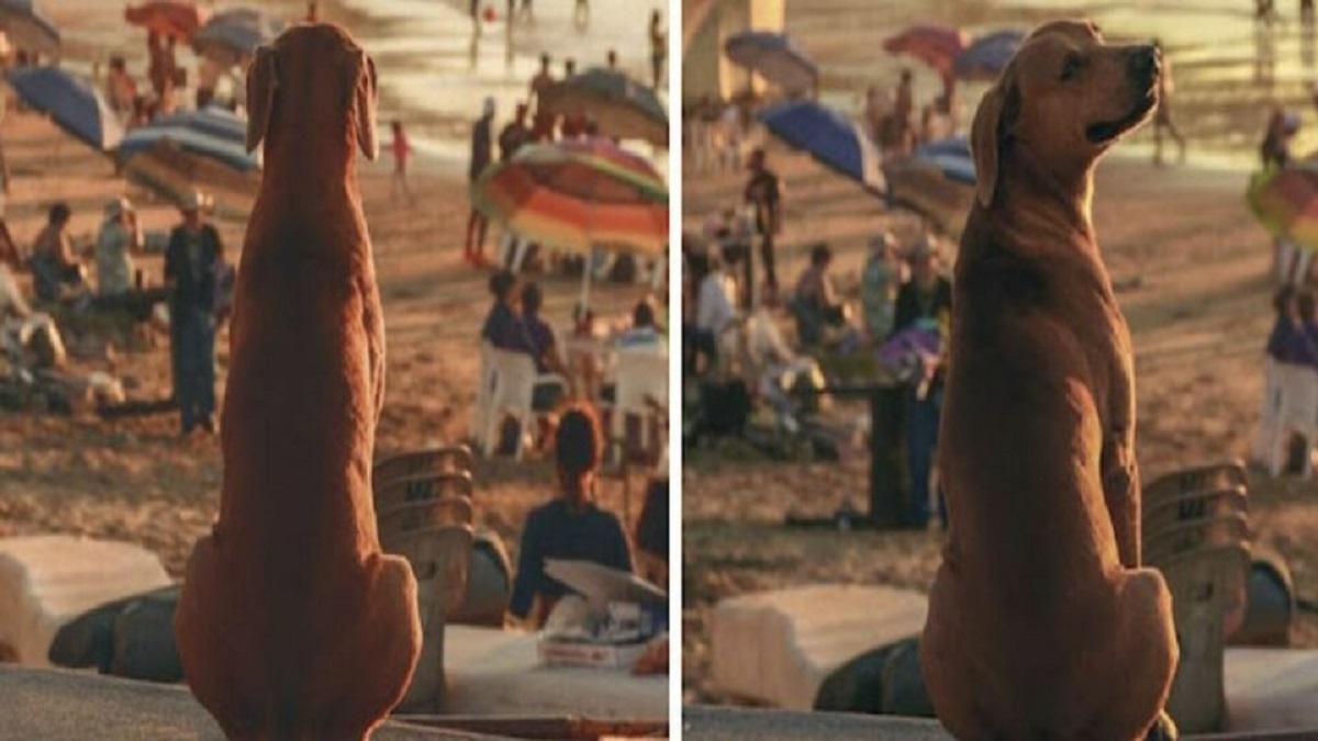 Cão é flagrado olhando o pôr do sol na praia e sorrindo para a câmera