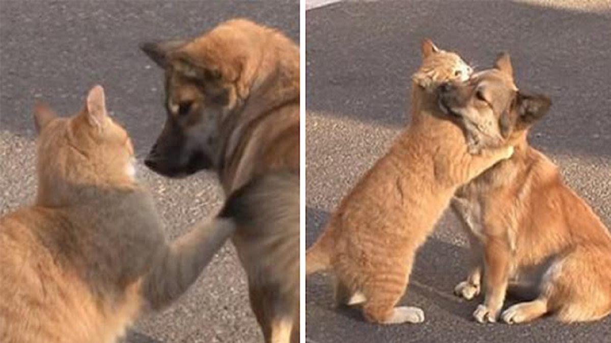 Gato de rua dá um abraço reconfortante em um cachorro após ele ser abandonado por seus donos