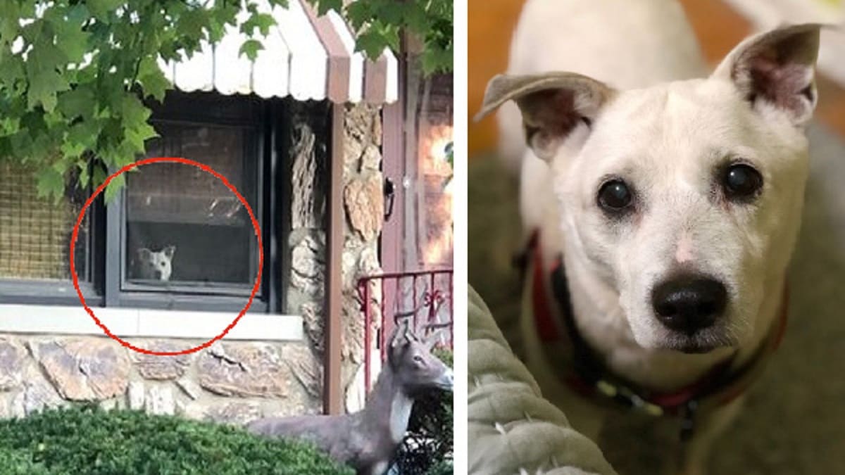 Homem diz adeus a cão que todos os dias por 11 anos esperava na janela ele voltar do trabalho