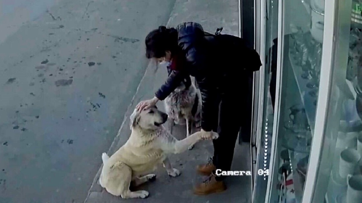 Câmera flagra mulher simpática parando para mostrar aos cachorros de rua que eles também importam