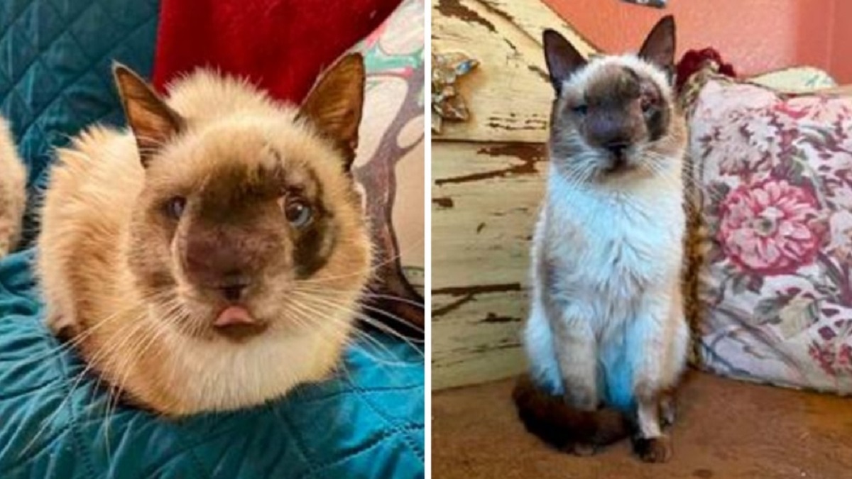 Gato abandonado por causa de sua aparência é resgatado e agora vive uma vida feliz