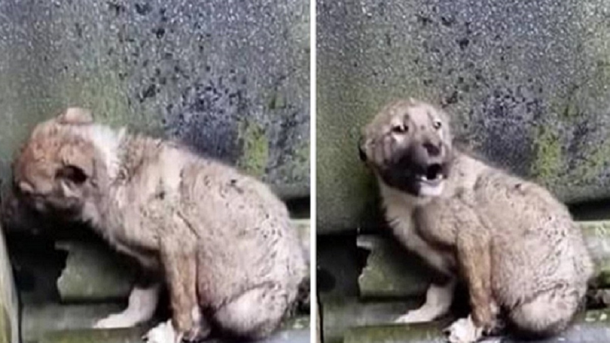 Cãozinho abandonado se alimentou de pedras para sobreviver
