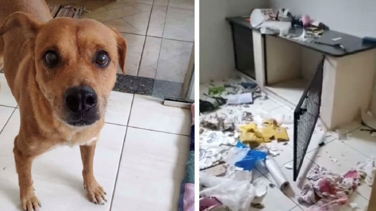 Cachorro ‘destrói’ clínica veterinária depois de acordar e descobrir que foi castrado