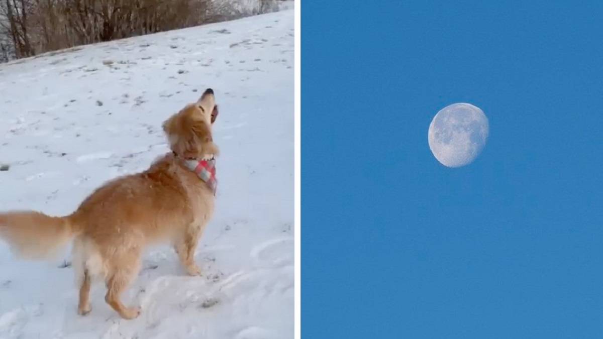 Mulher captura o momento em que seu cachorro vê a lua pela primeira vez