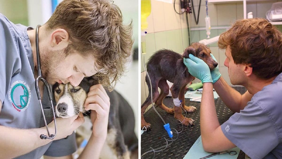 Jovem veterinário viaja de seu país para tratar e levar animais feridos na Ucrânia