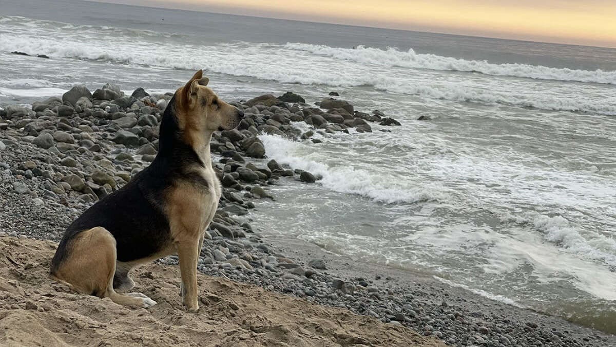 Mulher conhece um cachorro na praia que não para de olhar para o mar
