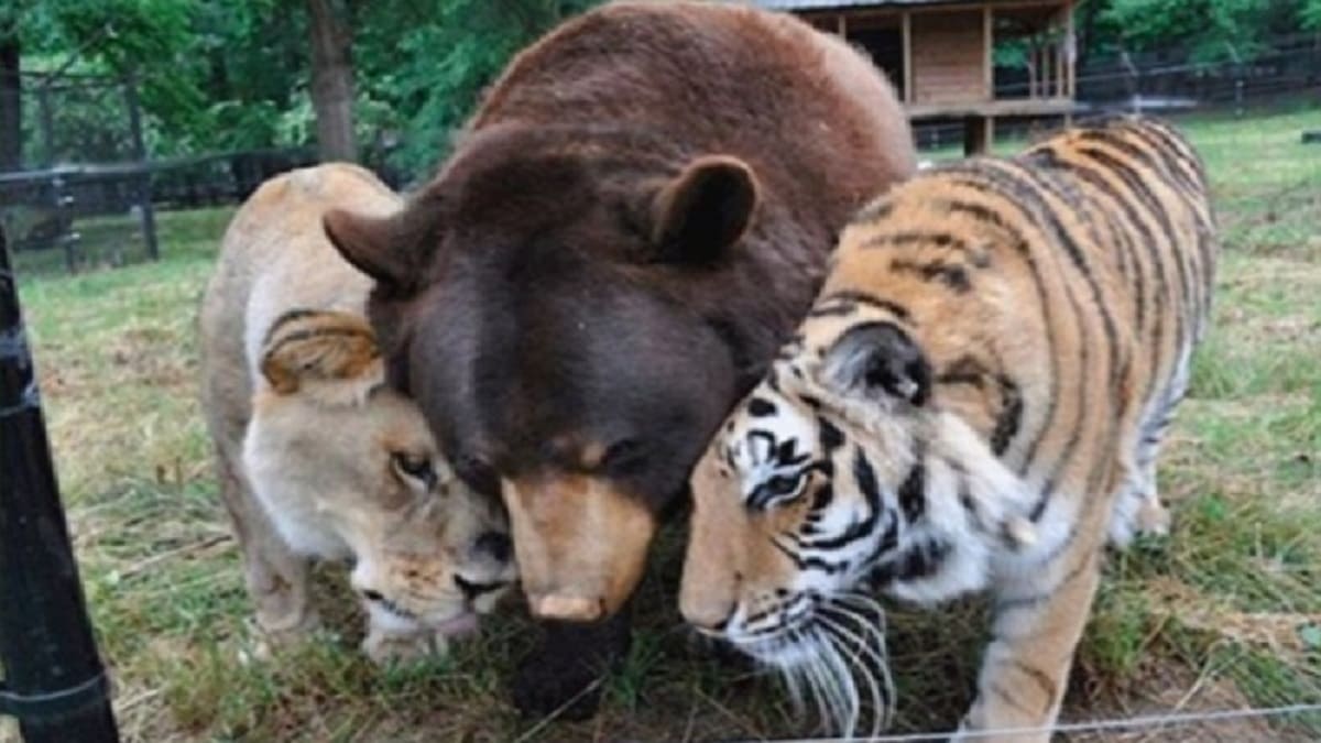 Urso, tigre e leão resgatados quando eram filhotes se tornaram melhores amigos
