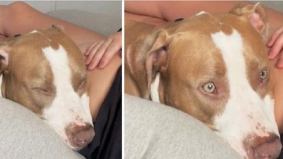 Cachorro sente o bebê chutar a barriga da sua dona pela primeira vez