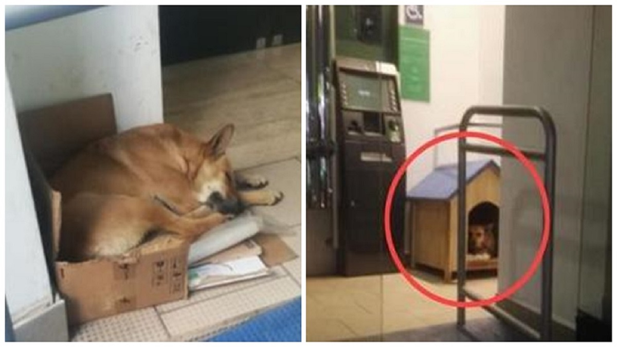 Trabalhadores ajudam cadela abandonada que procurou refúgio em um banco