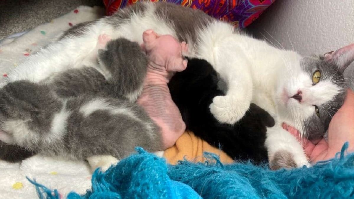 Mamãe gata adota gatinho minúsculo que é diferente dos outros