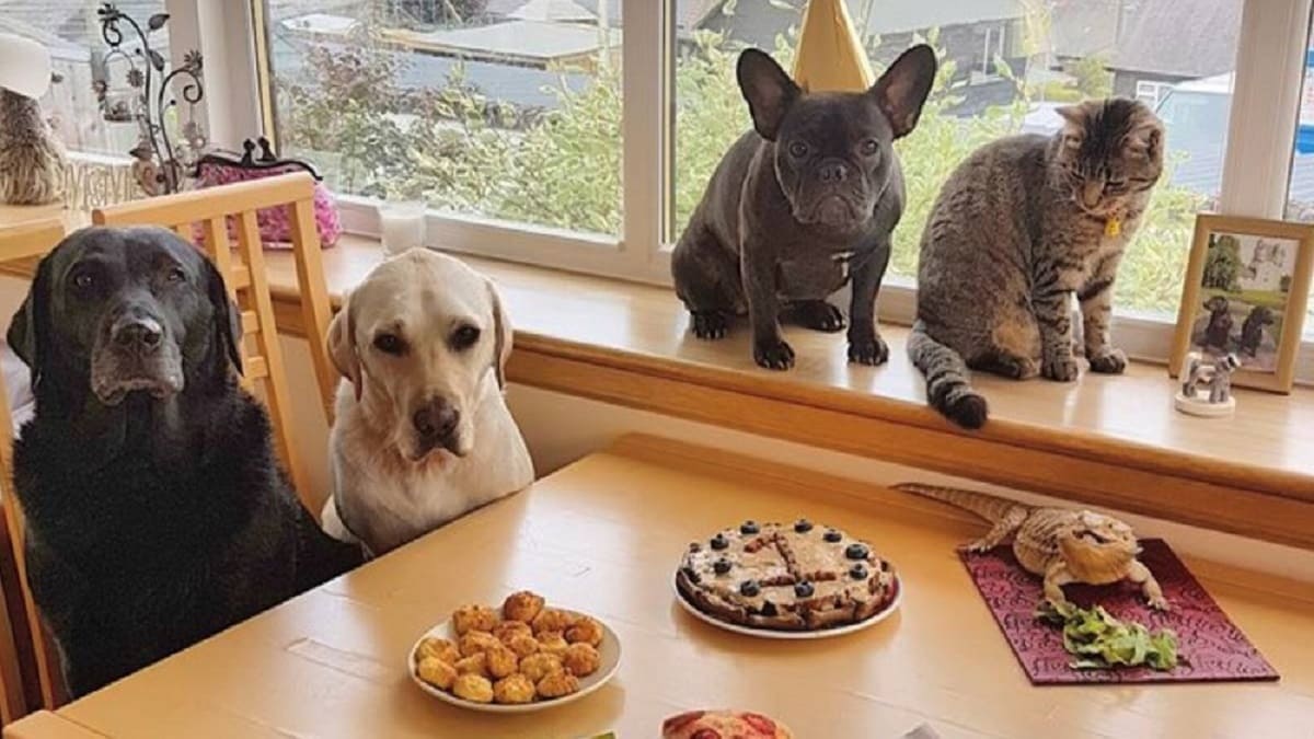 Cãozinho se reúne com todos os seus amigos para comemorar seu primeiro aniversário