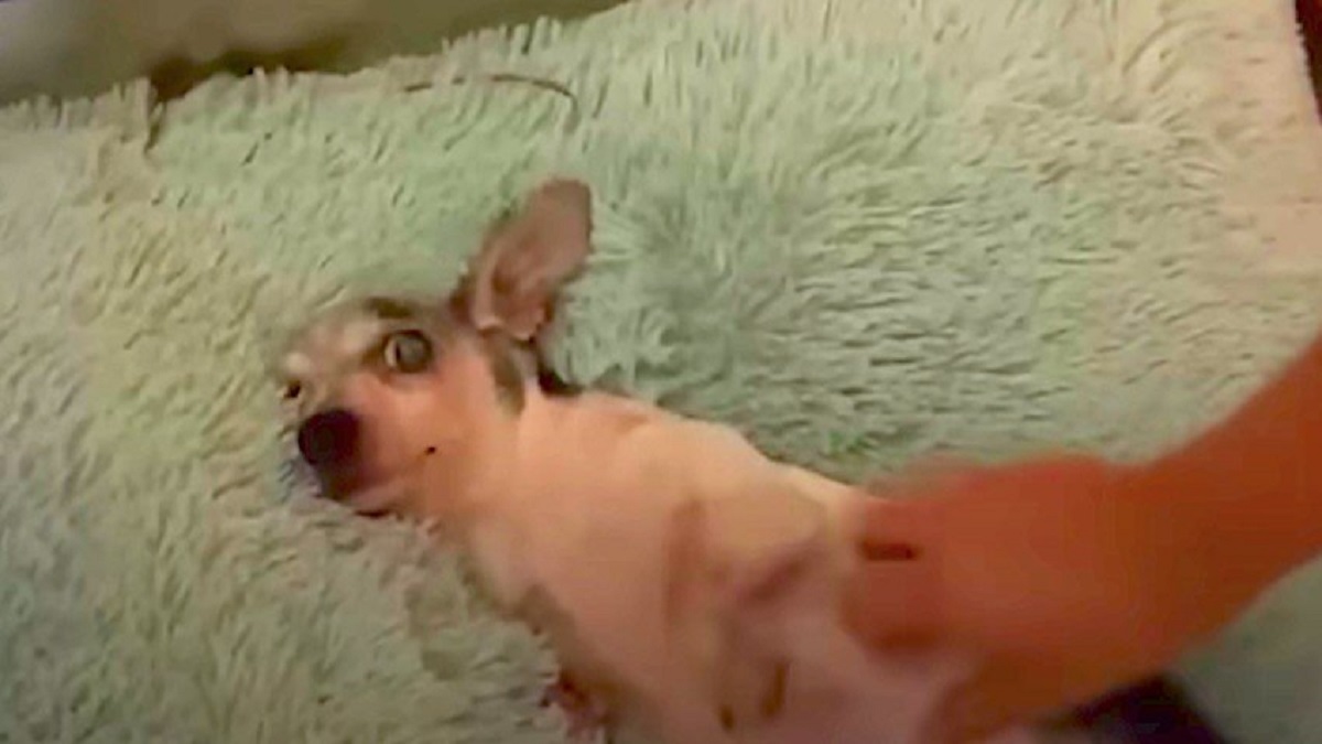 Cão de resgate idoso ganha uma cama macia pela primeira vez
