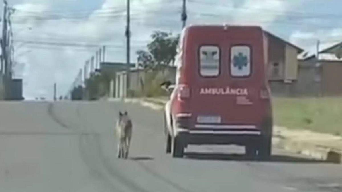 Cachorro leal perseguiu ambulância que levava seu dono para o hospital