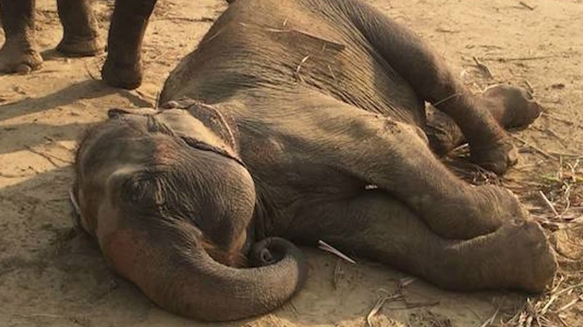 Elefanta desmaia de alegria ao descobrir que está livre após viver 50 anos no circo