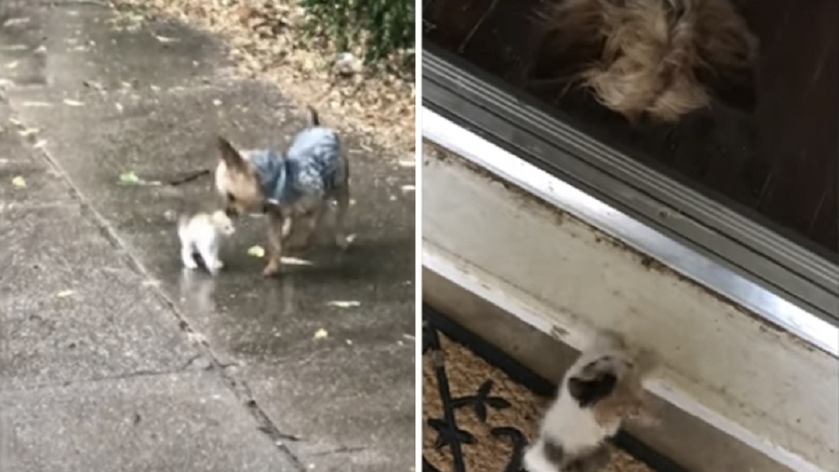 Cachorro sai para sua caminhada matinal e volta para casa com um gatinho que ele resgatou