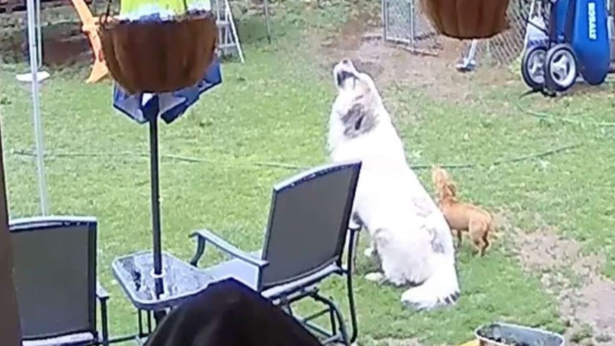 Cachorro ensina sua irmãzinha a uivar pela primeira vez
