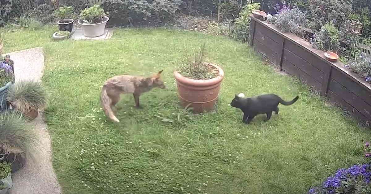 Raposa encontra gato no jardim e o que eles fazem surpreende a todos