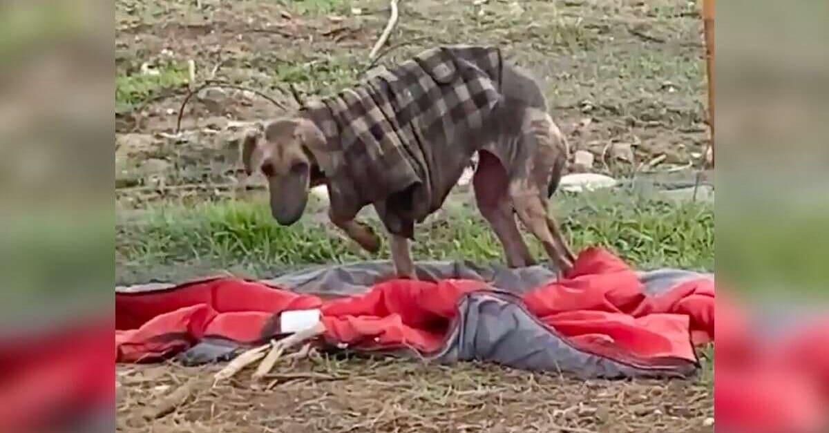 Cão abandonado em jaqueta velha faz uma recuperação inacreditável