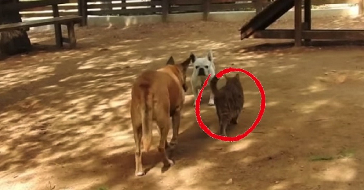 Vídeo: Gata entra em parque de cães e sua reação surpreende os animais presentes