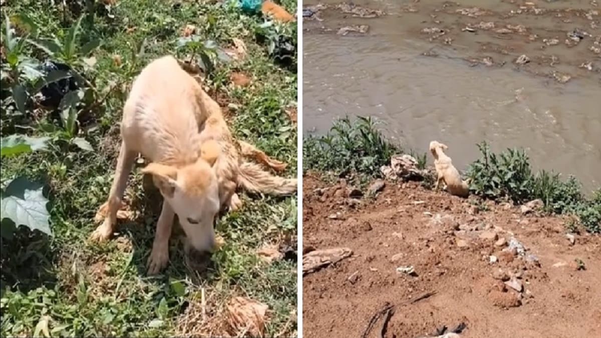 Cãozinho encontrado na beira de um canal é resgatado e recebe uma segunda chance