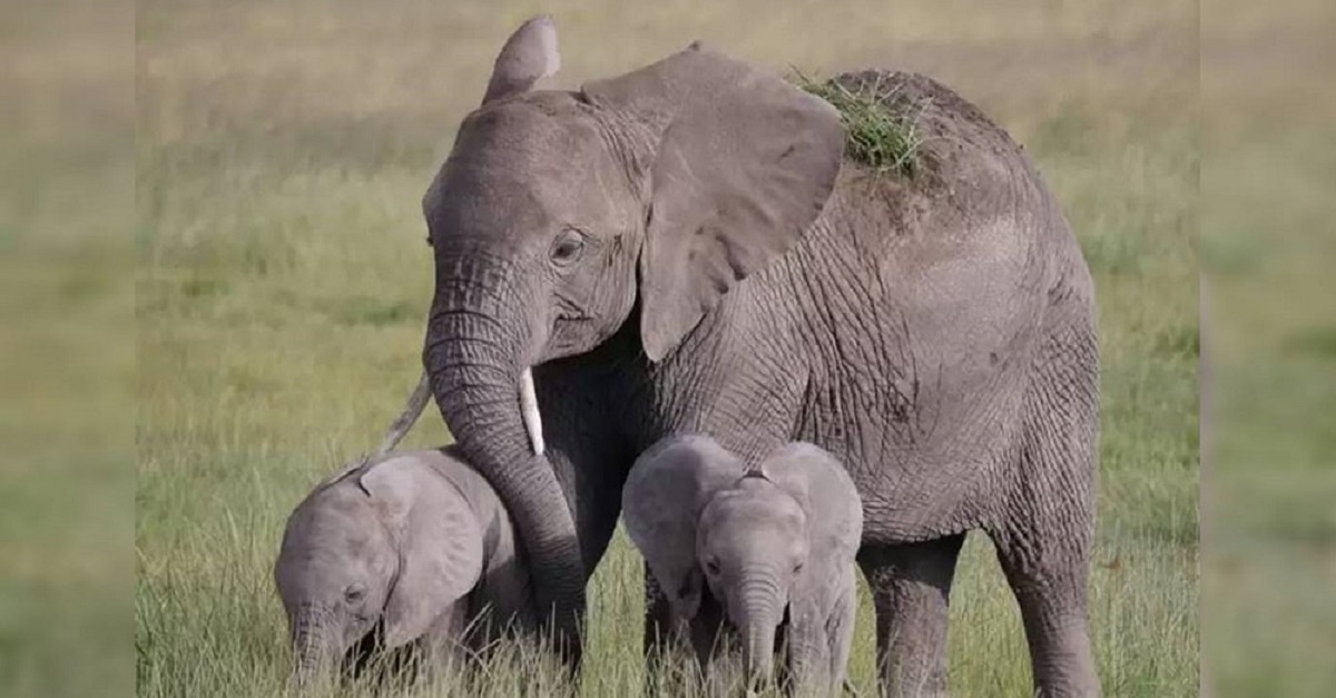 Elefanta move o mundo com sua gestação mais que especial