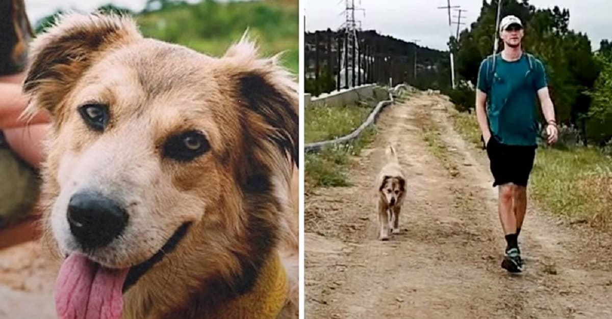Homem decidiu viajar pelo mundo acompanhado por um cachorro que ele adotou de um abrigo