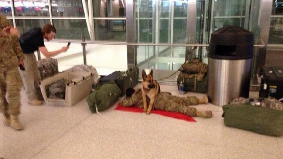 Cachorro fiel protege seu dono soldado enquanto ele dorme no aeroporto