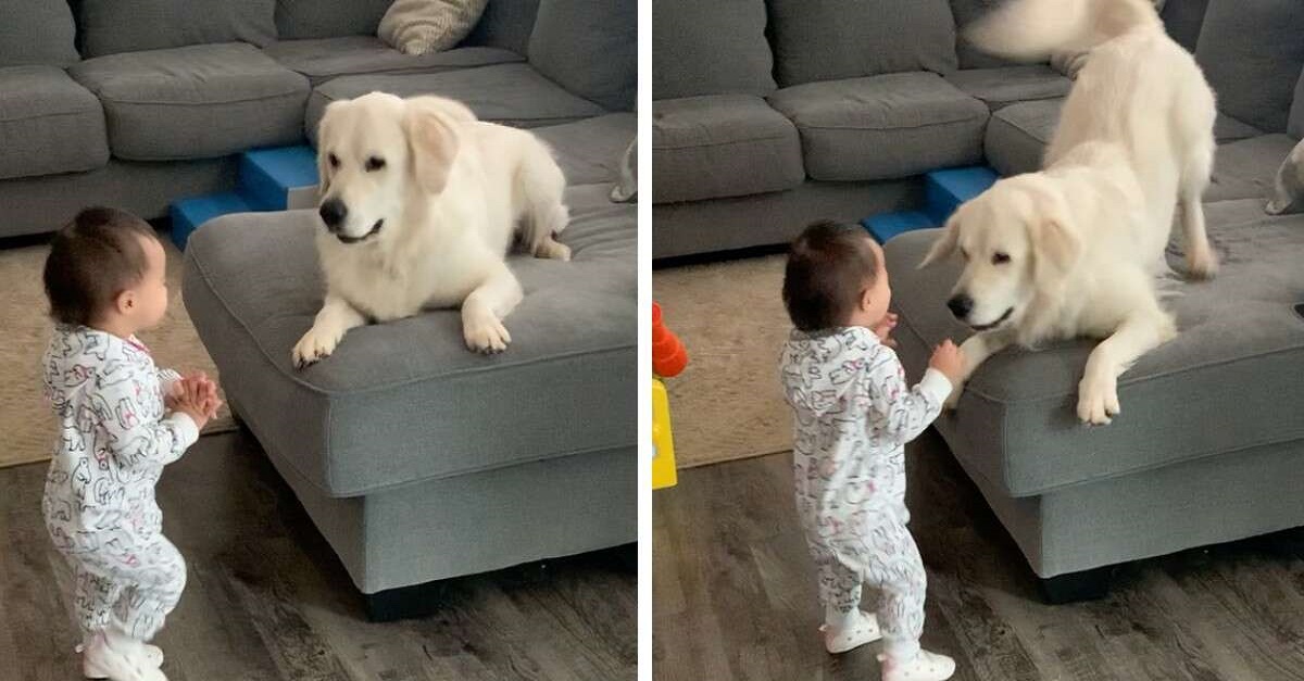 Cachorro tem a reação mais doce ao ver os primeiros passos da irmãzinha