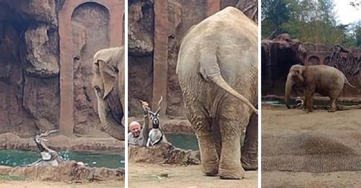Cervo fica preso na água e a atitude do elefante para ajudar surpreende a todos