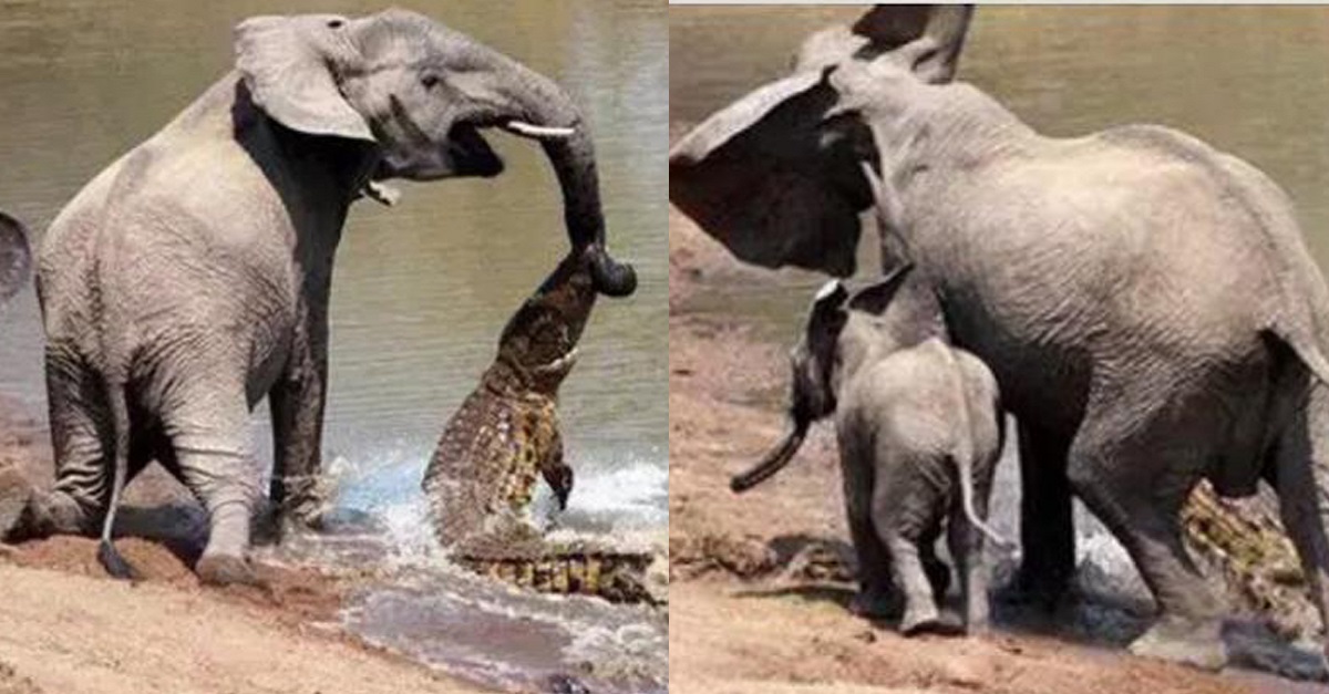 Filhote salva mãe elefante de ataque fatal de crocodilo com um truque brilhante