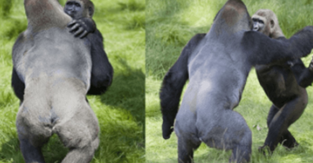 Momento comovente de dois gorilas se abraçando depois de 3 anos separados
