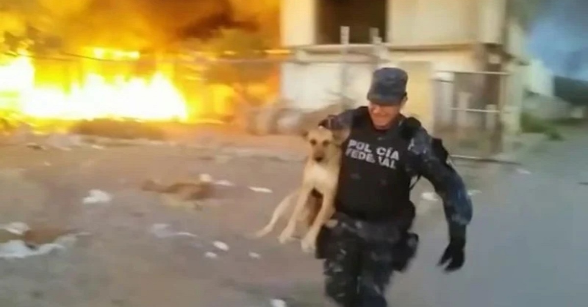 Policial arrisca a vida para salvar cachorro de um incêndio