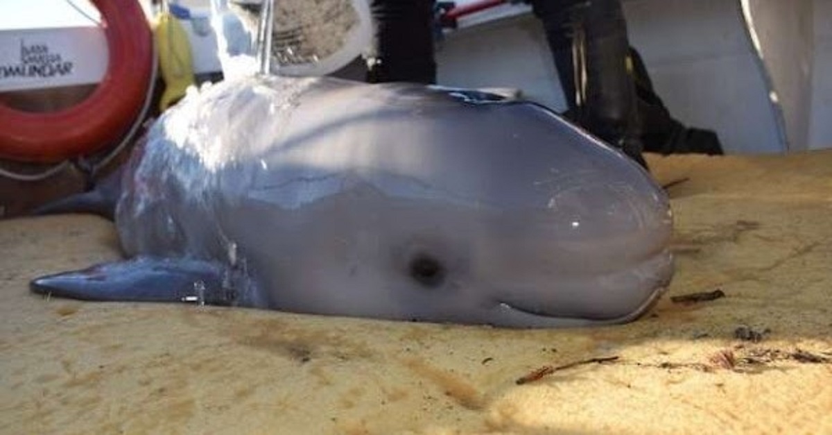 Adolescentes salvam baleia beluga recém-nascida que encalhou na praia