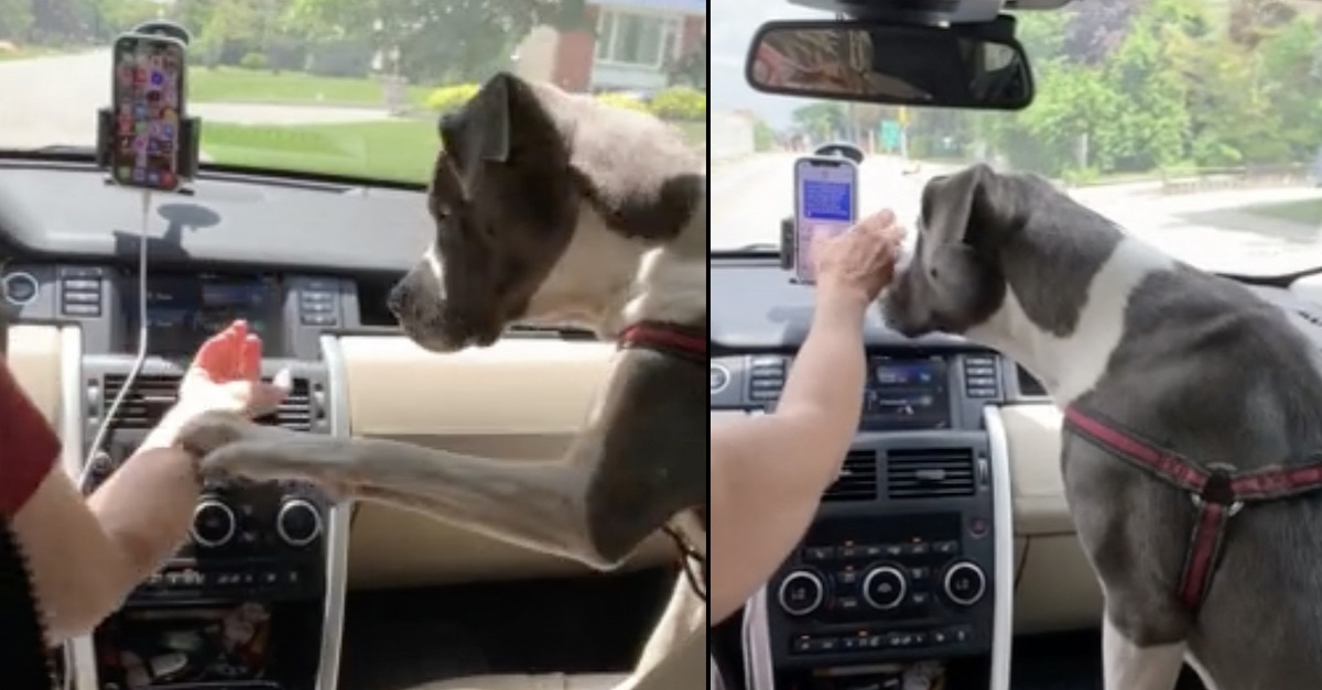 Cão impede a dona de enviar mensagens enquanto dirige