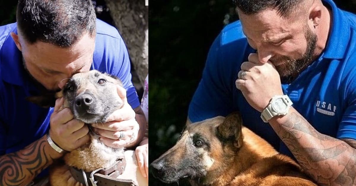 Veterano do exército chora de emoção ao rever seu cão militar, que agora se aposentou