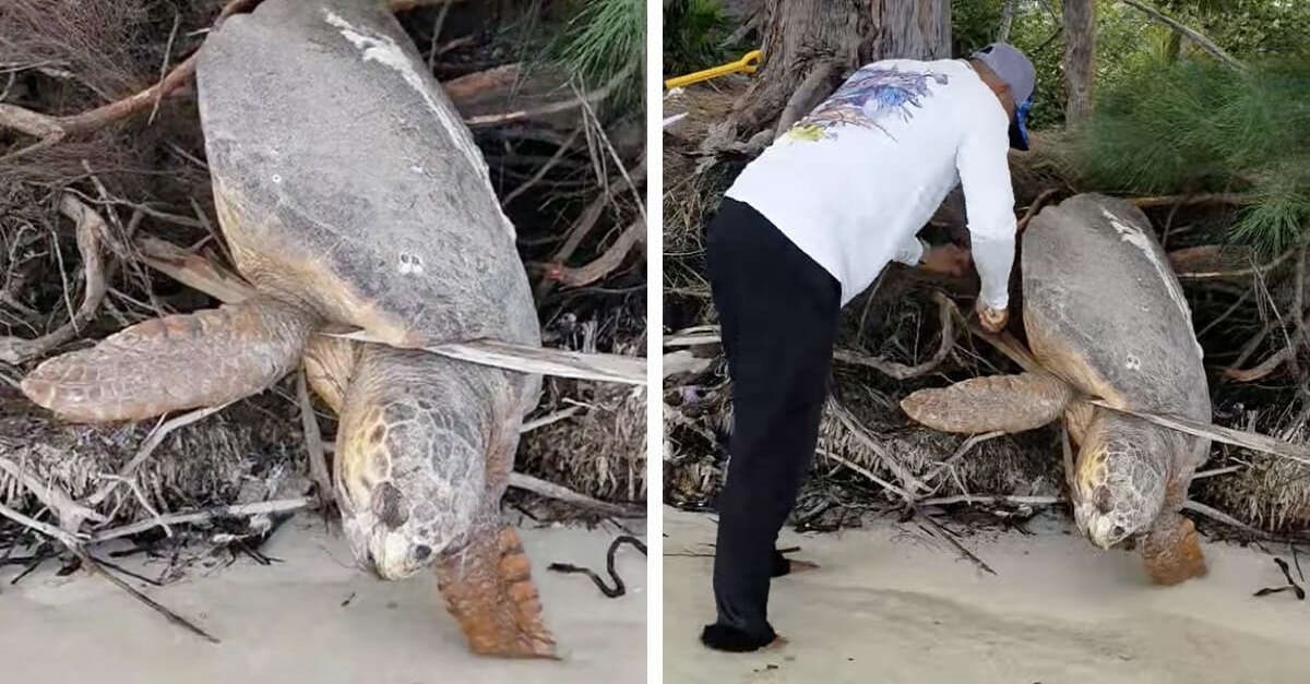 Homem encontra tartaruga marinha presa, quase sem vida e a salva