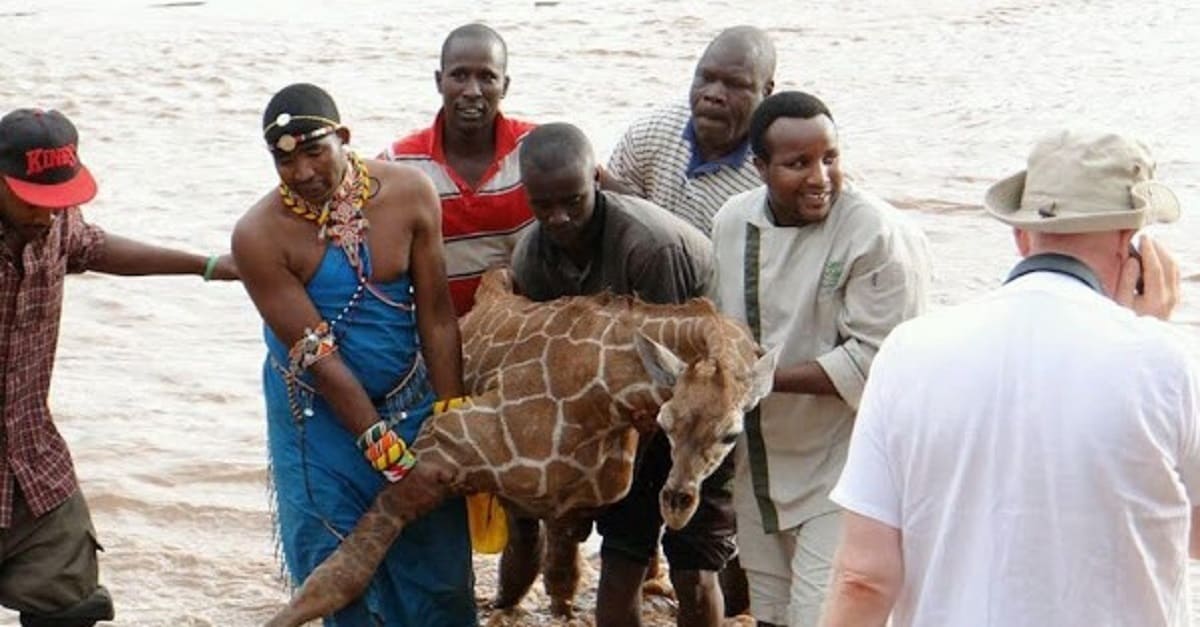 Bebê girafa é salva de afogamento graças a união de algumas pessoas corajosas