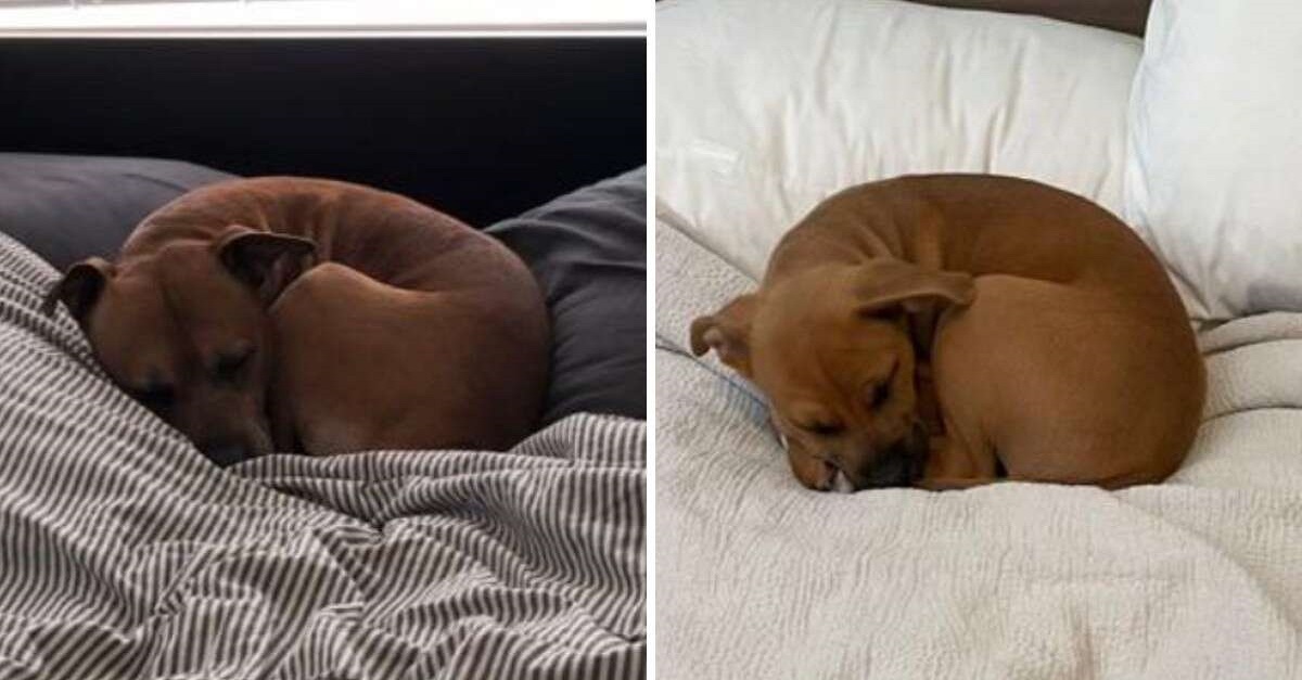 Cão de resgate nunca conheceu seu falecido irmão – mas de alguma forma sabe exatamente como ele dormia