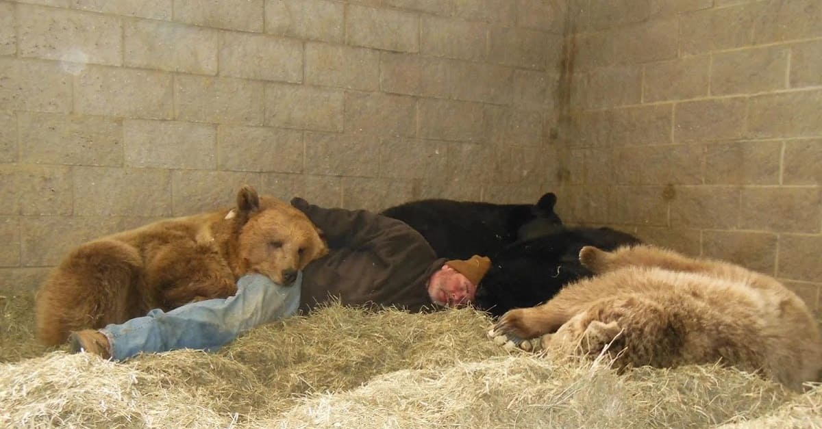 Guardião da vida selvagem tira sonecas com ursos órfãos para ajudá-los a adormecer