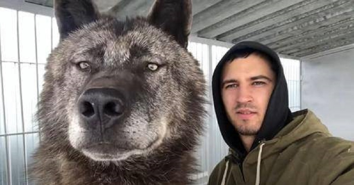 Homem vive com um dos maiores lobos do mundo como se ele fosse um cachorro