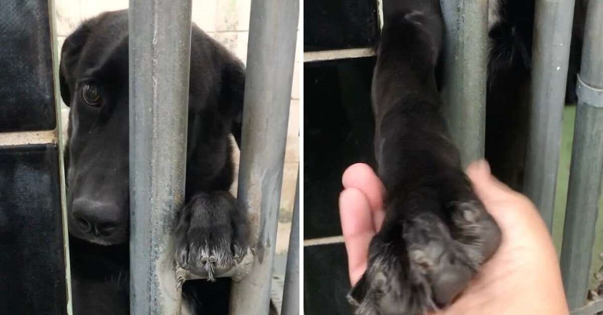 Cachorrinha de abrigo estende a pata através de sua gaiola pedindo atenção das pessoas