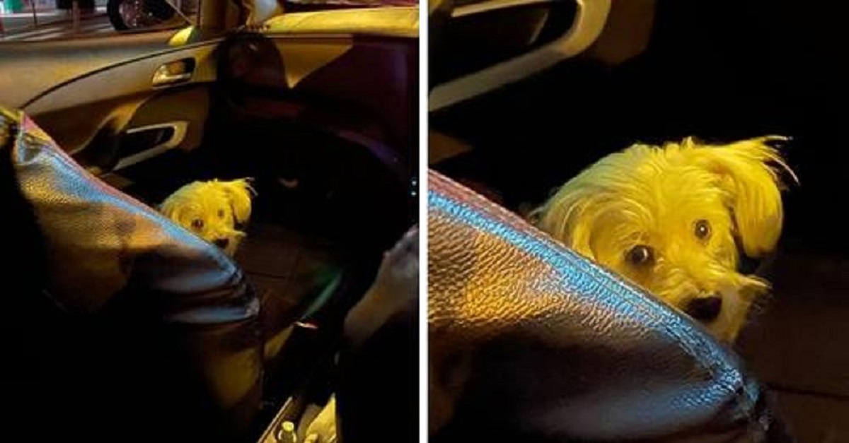 Cachorrinho entra no carro todas as noites para acompanhar seu humano que trabalha como taxista